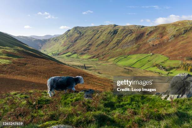 Herdwick Sheep on Beda Fell with the Boredale Valley and Place Fell beyond in the Lake District National Park.