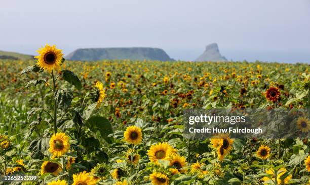 General view of the sunflowers at Rhossili with Worms Head in the distance on August 11, 2020 in Rhossili, Wales, United Kingdom. The sunflower field...