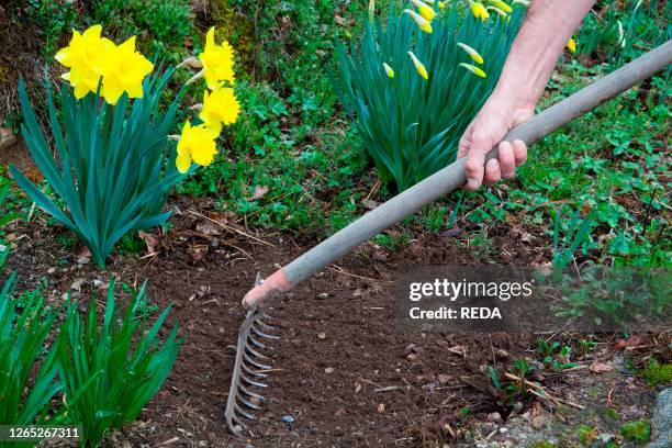 60 Step On A Rake Stock Photos, High-Res Pictures, and Images - Getty ...