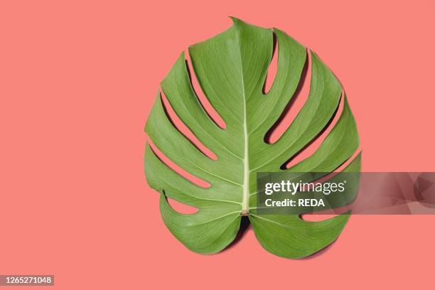 Tropical jungle Monstera leaf with water spots isolated over coral background.