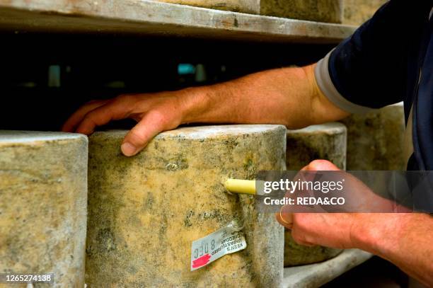 Stephen and George Keen Cheddar. Moorehayes Farm. Wincanton. Somerset. England. United Kingdom. Europe.