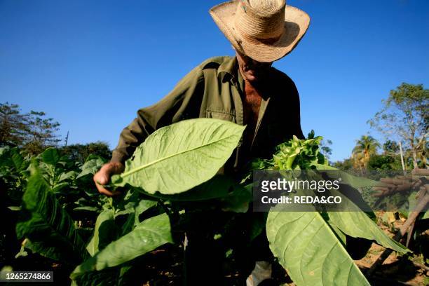 Tobacco cultivation. Viñales valley. Cuba. West Indies. Central America.