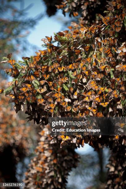 Monarch Butterflies on Branch.