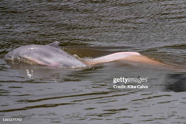 Amazon pink river dolphin, Inia geoffrensis, delfin rosado, El Dorado River, Pacaya Samiria National Reserve, Ucayali River, Peru.