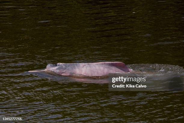 Amazon pink river dolphin, Inia geoffrensis, delfin rosado, El Dorado River, Pacaya Samiria National Reserve, Ucayali River, Peru.