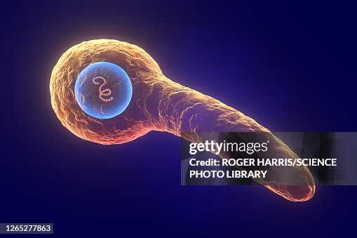 Tetanus Graphics Tetanus Bacterium Illustration High-Res Vector Graphic - Getty Images