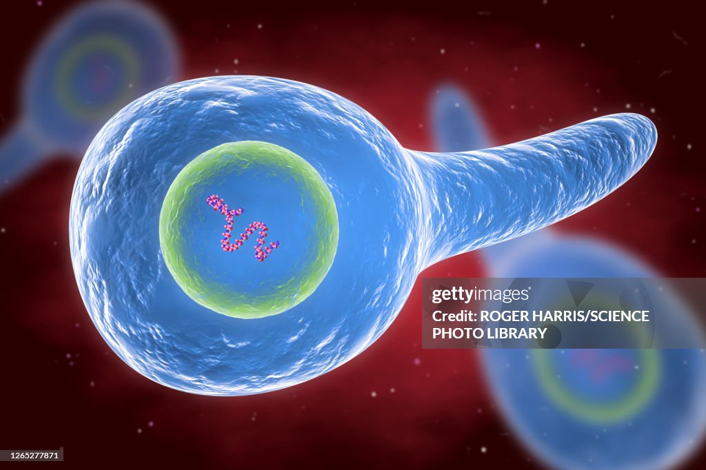 Tetanus Graphics Tetanus Bacteria Illustration High-Res Vector Graphic - Getty Images