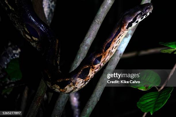 Madagascar tree boa, Sanzinia madagascariensis, , Madagascar.