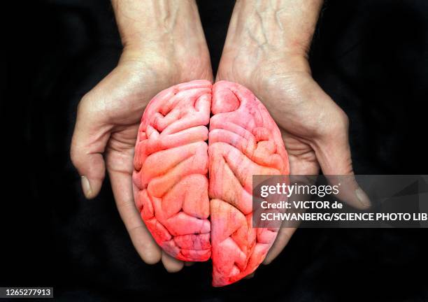 enlarged left cerebral hemisphere, conceptual image - left cerebral hemisphere - fotografias e filmes do acervo