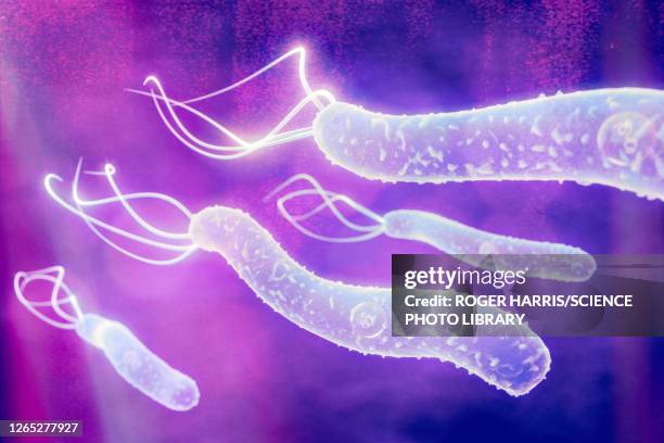 helicobacter pylori bacteria, illustration - helicobacter pylori stock-grafiken, -clipart, -cartoons und -symbole