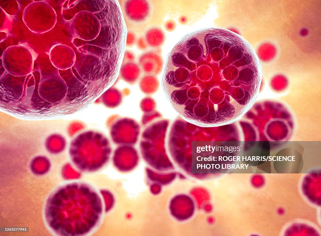 Histoplasma Capsulatum Spores Illustration High-Res Vector Graphic ...