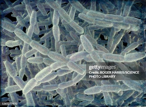 bildbanksillustrationer, clip art samt tecknat material och ikoner med legionella pneumophila bacteria, illustration - legionella pneumophila