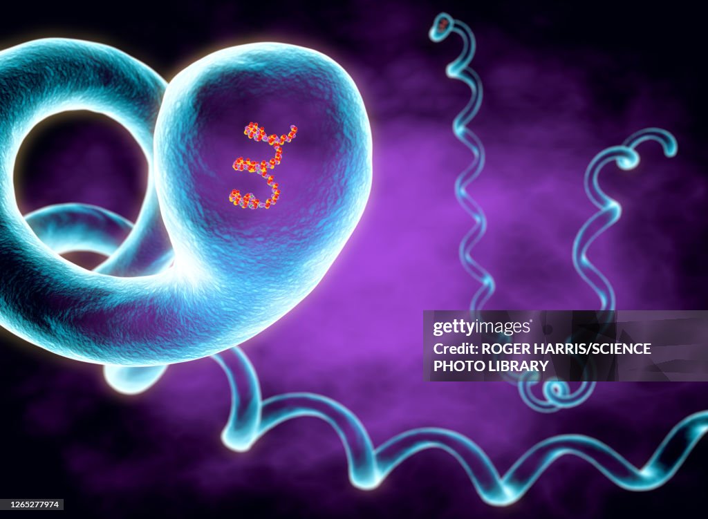 Leptospira interrogans bacteria, illustration