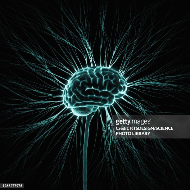 human nervous system, illustration - cerebral hemisphere stock illustrations