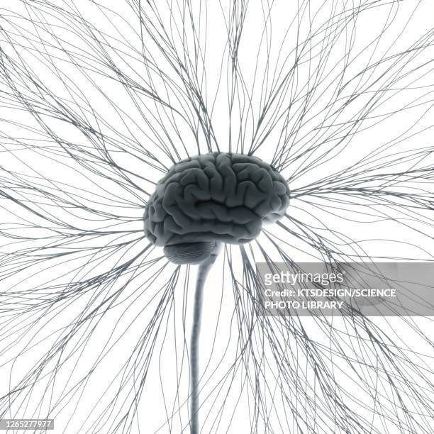 human nervous system, illustration - cerebral hemisphere 幅插畫檔、美工圖案、卡通及圖標