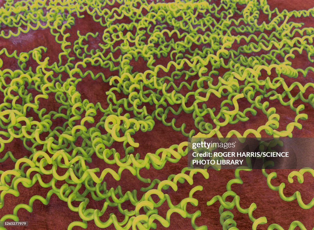 Leptospira interrogans bacteria, illustration