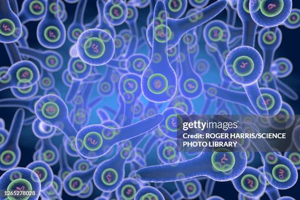 tetanus bacteria, illustration - clostridium tetani stock illustrations