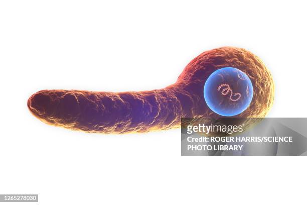 tetanus bacterium, illustration - gas gangrene stock illustrations