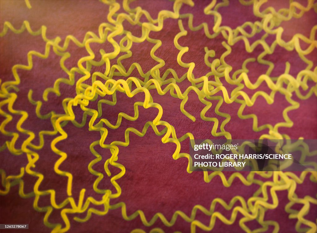 Leptospira interrogans bacteria, illustration