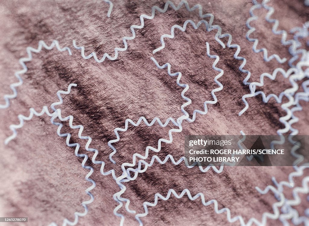 Leptospira interrogans bacteria, illustration