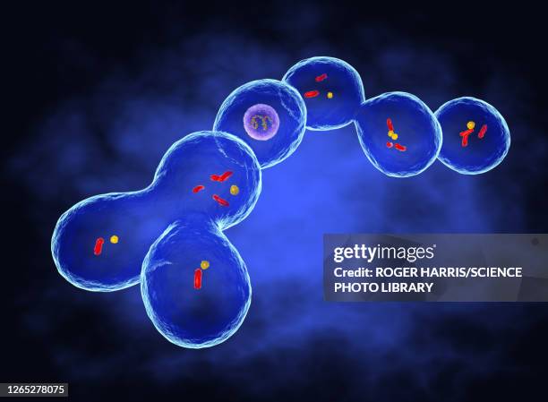 leuconostoc bacteria, illustration - listeria monocytogenes stock illustrations