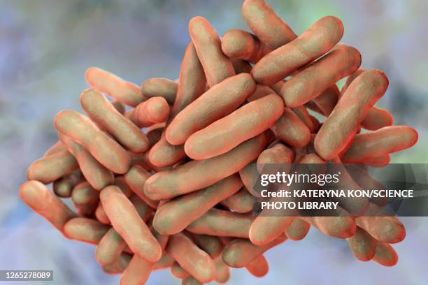 bifidobacterium bacteria, illustration - anaerobic digestion stock illustrations