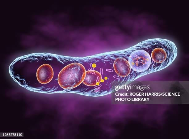 tuberculosis bacterium, illustration - leprosy stock-grafiken, -clipart, -cartoons und -symbole