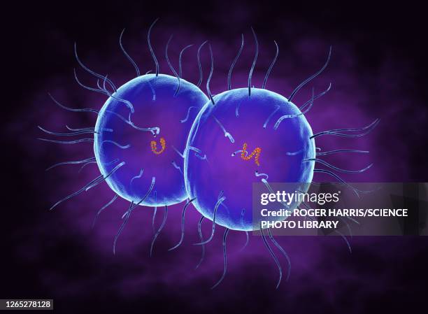 neisseria gonorrhoea bacteria, illustration - geschlechtskrankheit stock-grafiken, -clipart, -cartoons und -symbole