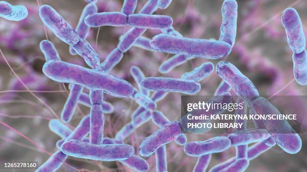 bifidobacterium bacteria, illustration - intestine 3d stock illustrations