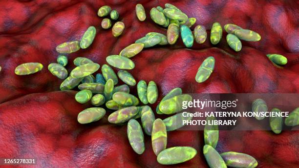 illustrations, cliparts, dessins animés et icônes de plague bacteria yersinia pestis, illustration - peste bubonique