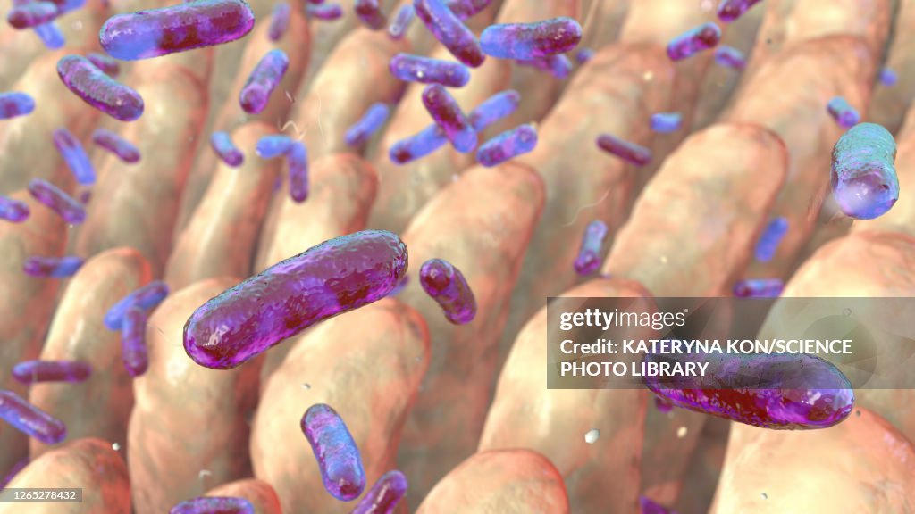 Intestinal villi and bacteria, illustration