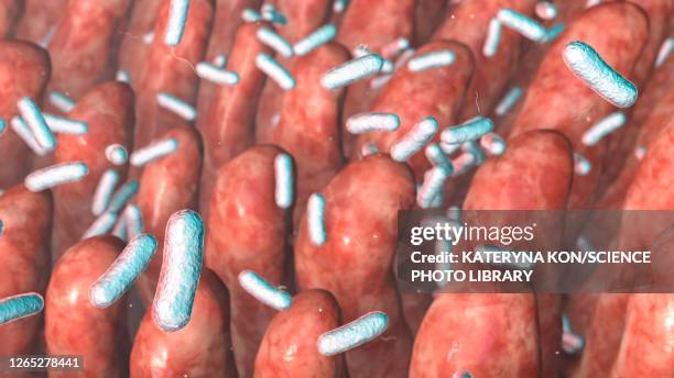 intestinal villi and bacteria, illustration - shigella stock illustrations