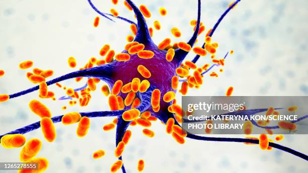 bacterial encephalitis, illustration - listeria monocytogenes stock illustrations