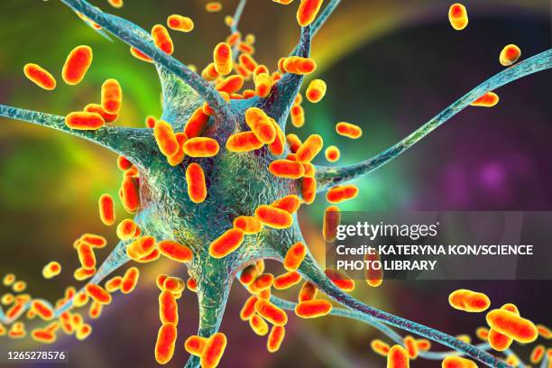 bacterial encephalitis, illustration - listeria monocytogenes stock illustrations