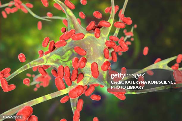 bacterial encephalitis, illustration - klebsiella pneumoniae stock illustrations
