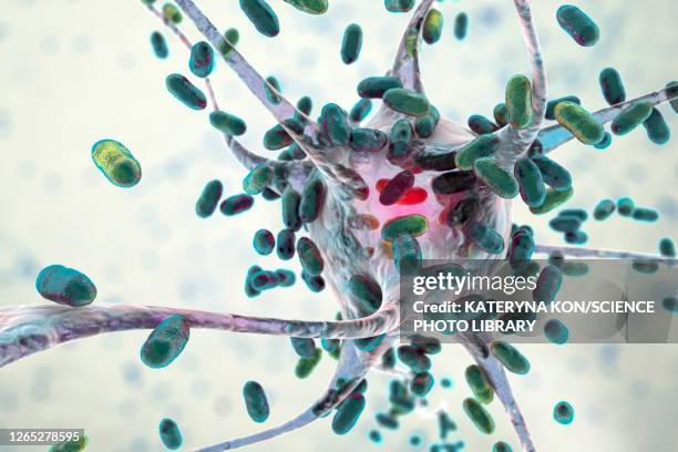 bacterial encephalitis, illustration - klebsiella pneumoniae stock illustrations