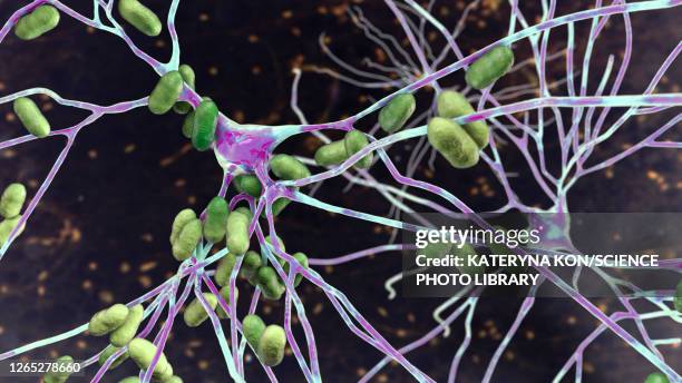 bacterial encephalitis, illustration - klebsiella pneumoniae stock illustrations