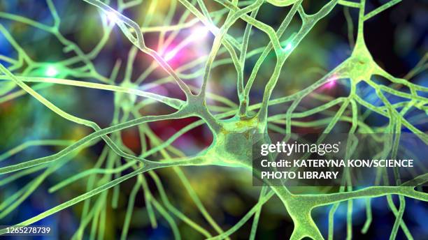 stockillustraties, clipart, cartoons en iconen met human brain nerve cells, illustration - temporal lobe