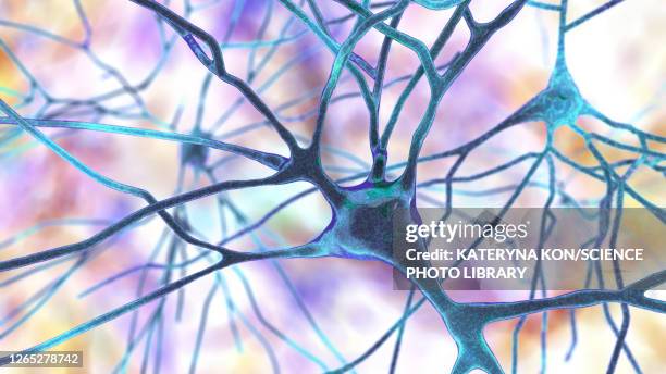 Autapse Pyramidal Cell 41 Pyramidal Cell High Res Illustrations - Getty Images