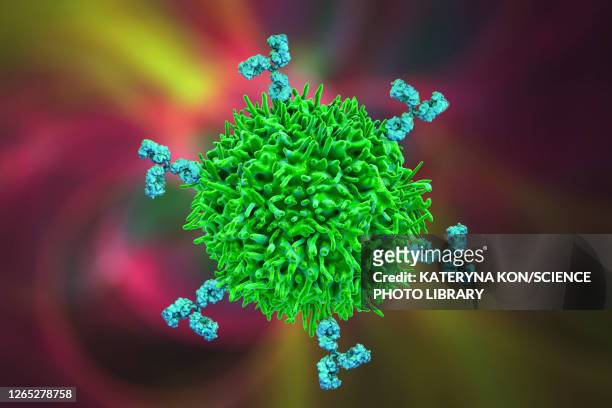 b cell and antibodies, illustration - b cell stock illustrations