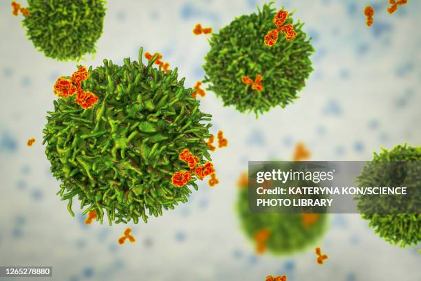 ilustrações, clipart, desenhos animados e ícones de b cell and antibodies, illustration - célula de plasma