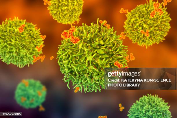 b cell and antibodies, illustration - plasma cell stock illustrations