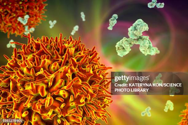 b cell and antibodies, illustration - b cell stock illustrations