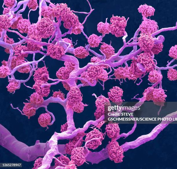 kidney glomeruli, sem - glomérule photos et images de collection