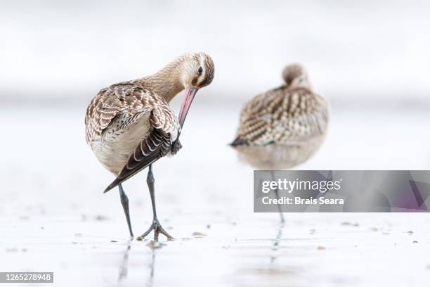 bar-tailed godwit (limosa lapponica) preening the plumage on shore during south migration trip - preen stock pictures, royalty-free photos & images