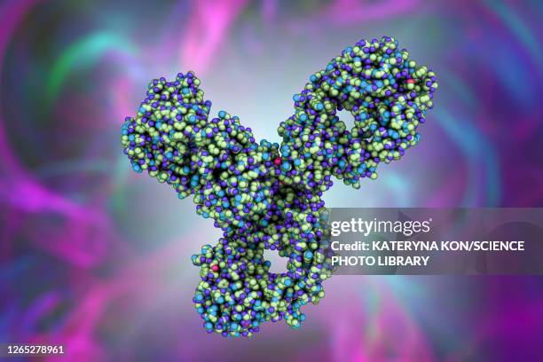 stockillustraties, clipart, cartoons en iconen met pembrolizumab antibody, molecular model - antibody