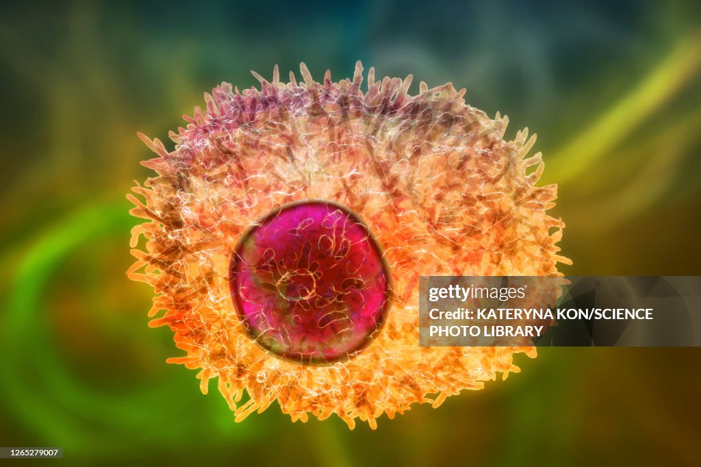 Plasma cell, illustration