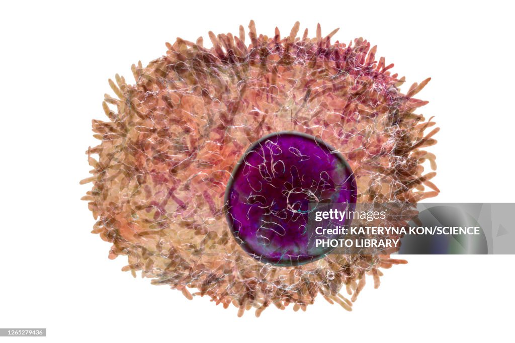 Plasma cell, illustration