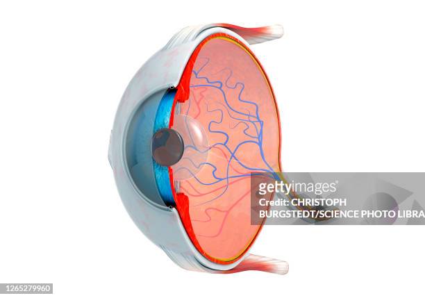 ilustraciones, imágenes clip art, dibujos animados e iconos de stock de human eye, illustration - optic nerve