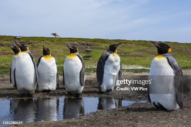 King penguin , Volunteer Point, Falkland Islands.